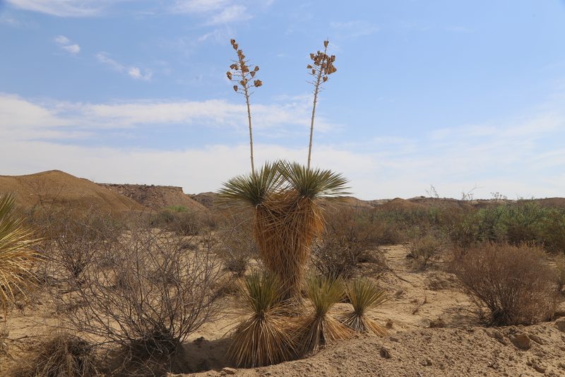 Yucca elata, photographed by Reid Hardin