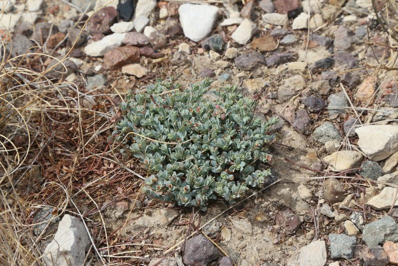 Euphorbia jejuna, photographed by Reid Hardin