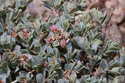 Euphorbia jejuna, photographed by Reid Hardin