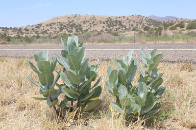 Asclepias latifolia, photographed by Reid Hardin