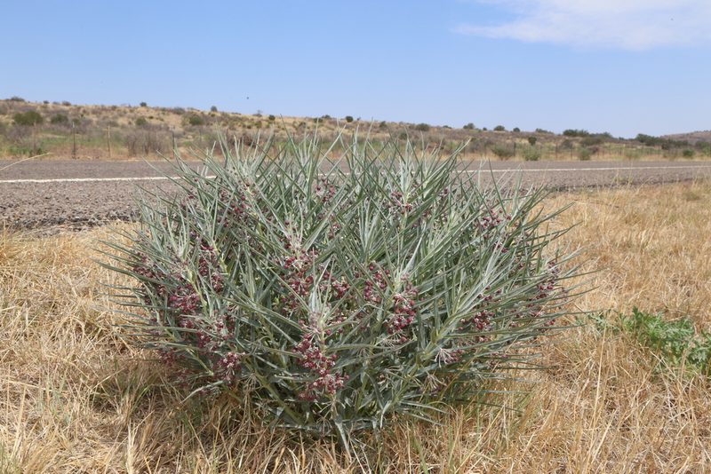 Asclepias brachystephana, photographed by Reid Hardin