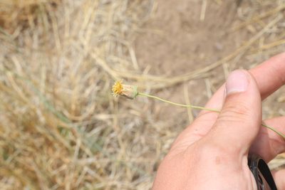 Thelesperma megapotamicum, photographed by Reid Hardin
