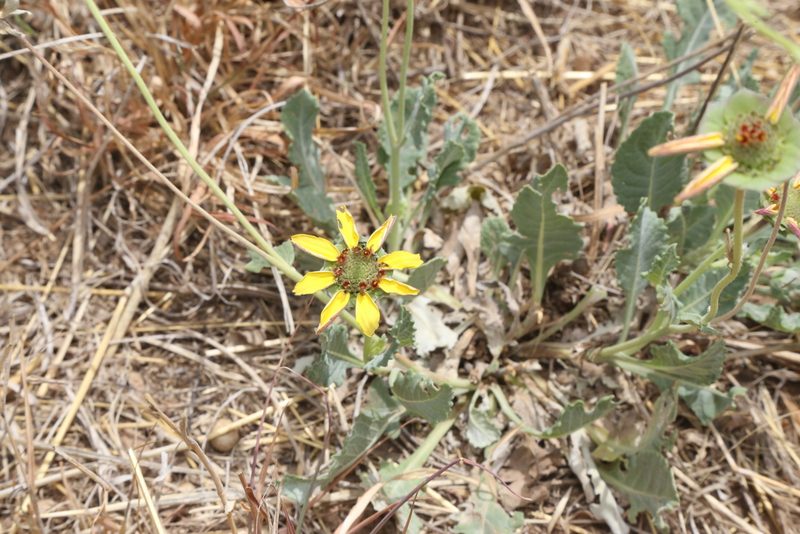 Berlandiera lyrata, photographed by Reid Hardin