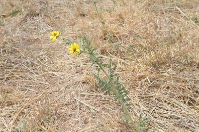Engelmannia peristenia, photographed by Reid Hardin