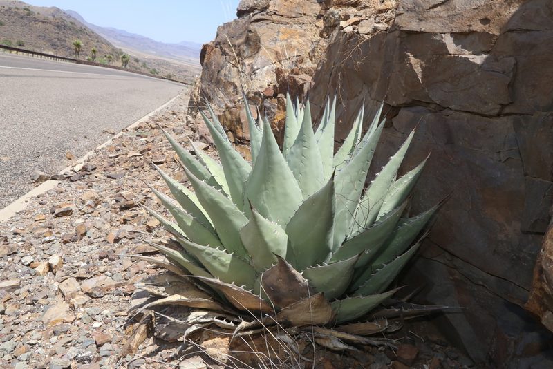 Agave havardiana, photographed by Reid Hardin