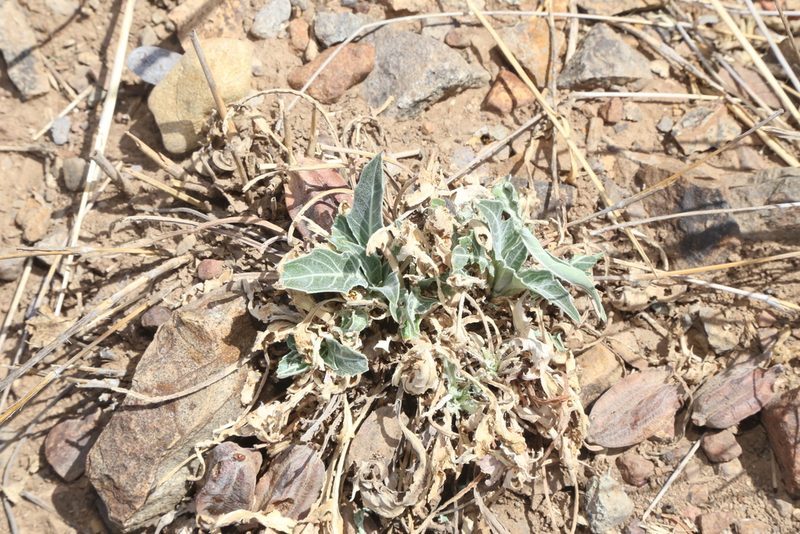 Oenothera brachycarpa, photographed by Reid Hardin