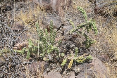 Cylindropuntia imbricata, photographed by Reid Hardin
