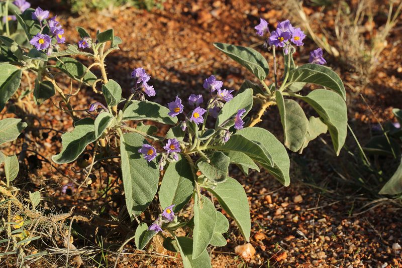 Solanum quadriloculatum, photographed by dhfischer