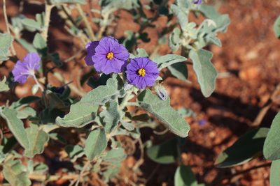 Solanum succosum, photographed by dhfischer