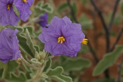 Solanum succosum, photographed by dhfischer