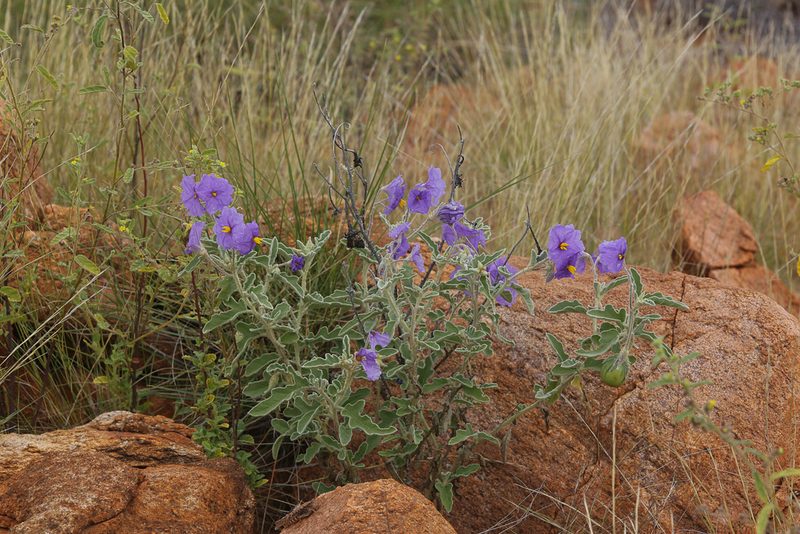 Solanum succosum, photographed by dhfischer