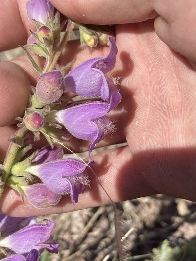 Penstemon jamesii, photographed by Anders Hastings