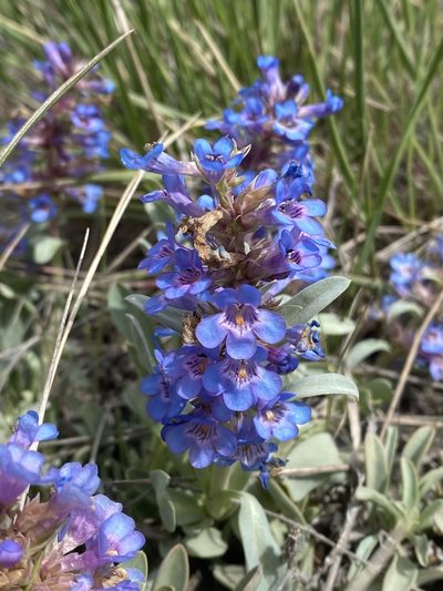Penstemon arenicola, photographed by Grant Chovil