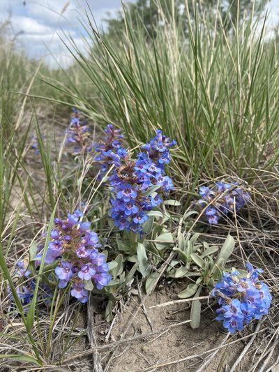 Penstemon arenicola, photographed by Grant Chovil
