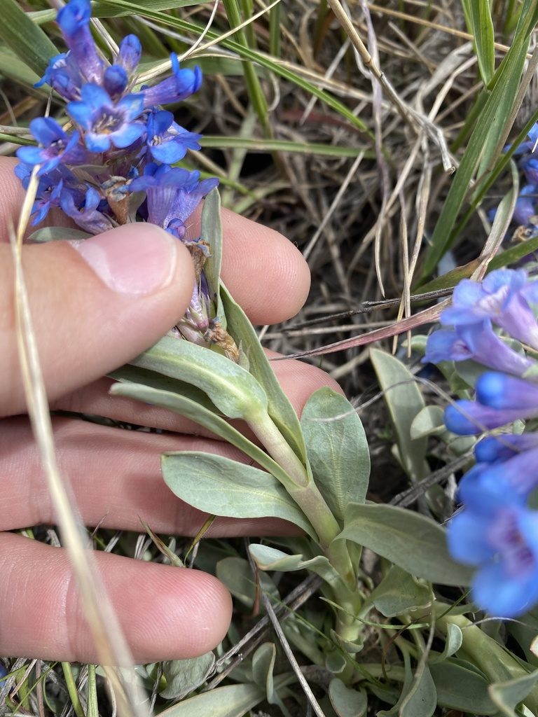 Penstemon arenicola, photographed by Grant Chovil