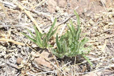 Asclepias asperula, photographed by Reid Hardin