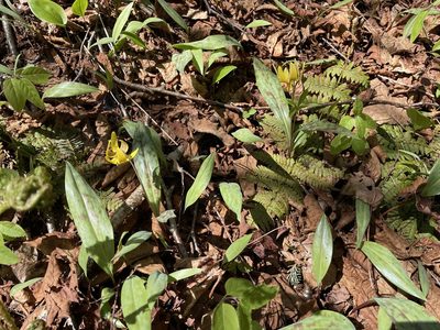 Erythronium americanum, photographed by Mary E. Macaulay, P.Eng.