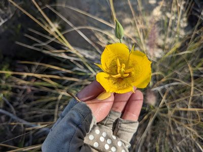 Calochortus weedii, photographed by sdash