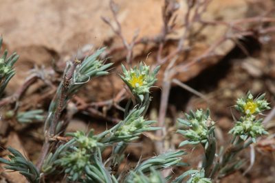 Paronychia jamesii, photographed by Reid Hardin