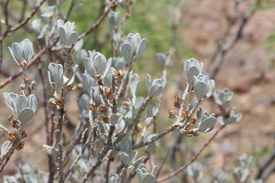 Leucophyllum frutescens, photographed by Reid Hardin