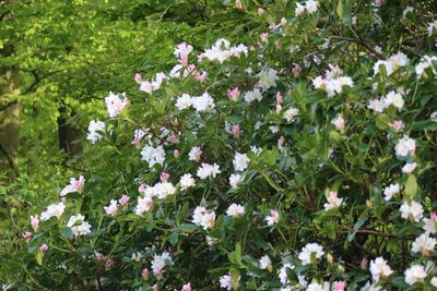 Rhododendron ponticum, photographed by Charlie Farrell