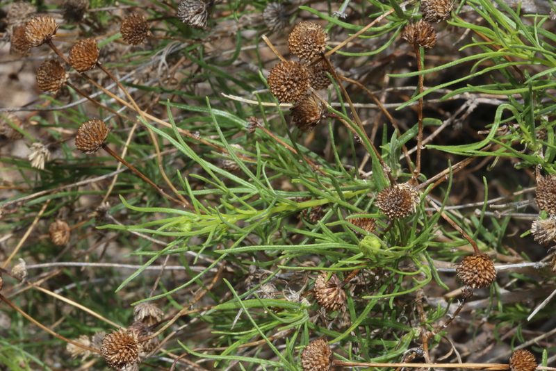 Sidneya tenuifolia, photographed by Reid Hardin