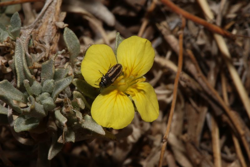 Physaria fendleri, photographed by Reid Hardin