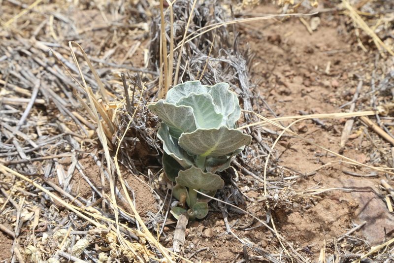 Asclepias nummularia, photographed by Reid Hardin