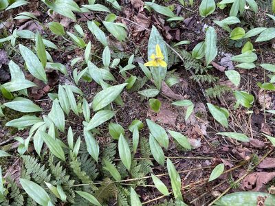 Erythronium americanum, photographed by Mary E. Macaulay, P.Eng.