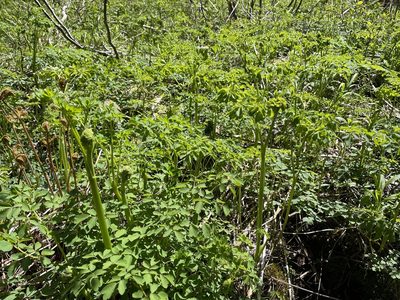 Thalictrum pubescens, photographed by Mary E. Macaulay, P.Eng.