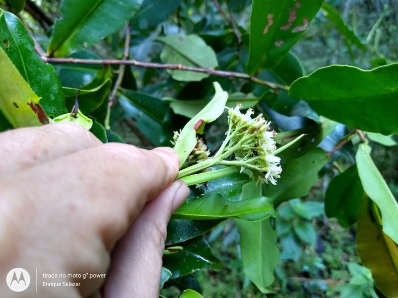 Humiria balsamifera, photographed by Enrique Salazar