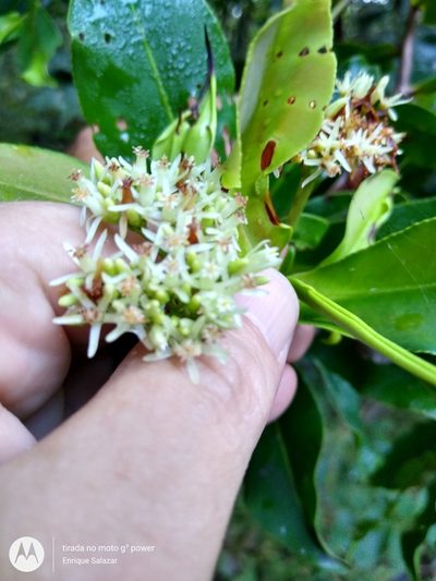 Humiria balsamifera, photographed by Enrique Salazar