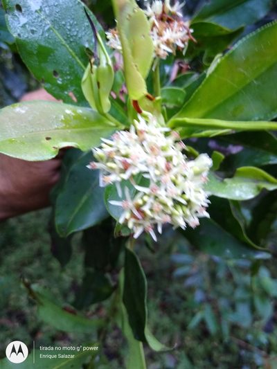 Humiria balsamifera, photographed by Enrique Salazar