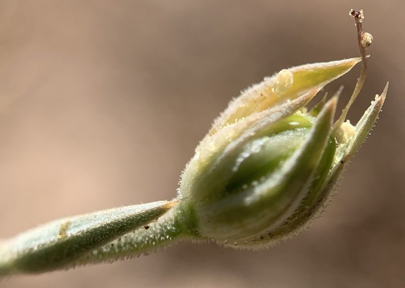 Linum puberulum, photographed by mark-groeneveld