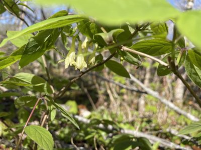 Lonicera canadensis, photographed by Mary E. Macaulay, P.Eng.