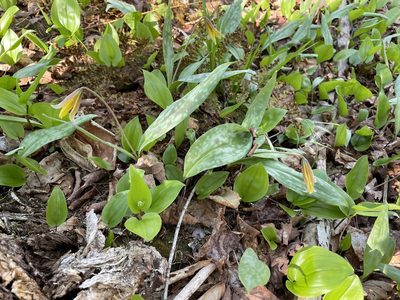 Erythronium americanum, photographed by Mary E. Macaulay, P.Eng.