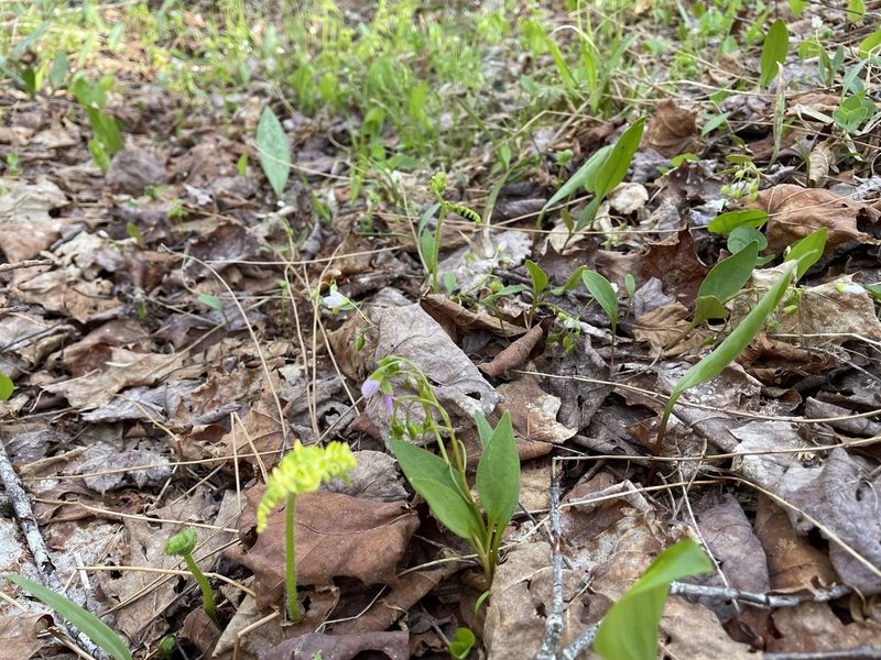Claytonia caroliniana, photographed by Mary E. Macaulay, P.Eng.
