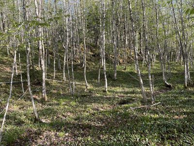 Erythronium americanum, photographed by Mary E. Macaulay, P.Eng.