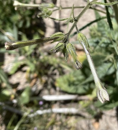 Nicotiana acuminata, photographed by Irene