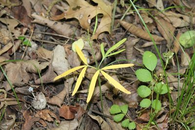 Cardamine concatenata, photographed by Violet T.