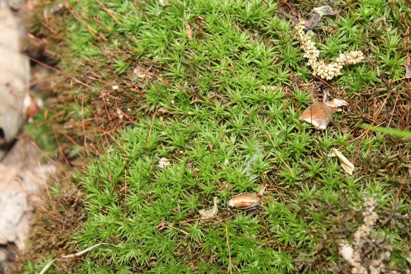 Atrichum angustatum, photographed by Violet T.