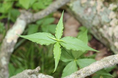 Silene stellata, photographed by Violet T.