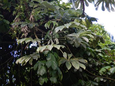 Cecropia pachystachya, photographed by Jon Sullivan
