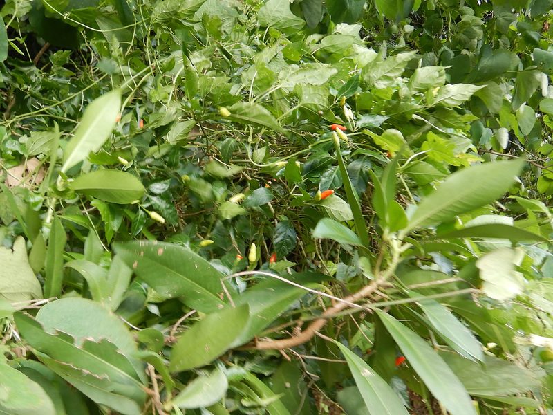 Capsicum frutescens, photographed by Jon Sullivan
