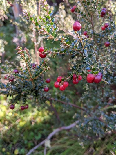 Acrothamnus maccraei, photographed by Peter Neish