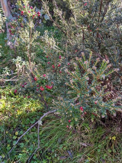Acrothamnus maccraei, photographed by Peter Neish