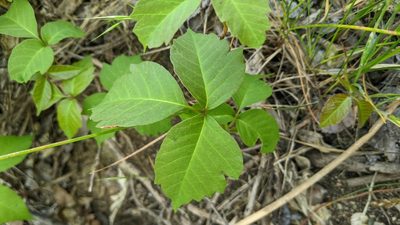 Toxicodendron rydbergii, photographed by Ben Keen