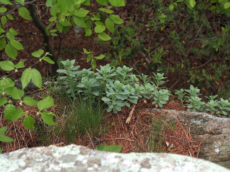 Hylotelephium telephioides, photographed by Jeff Clark
