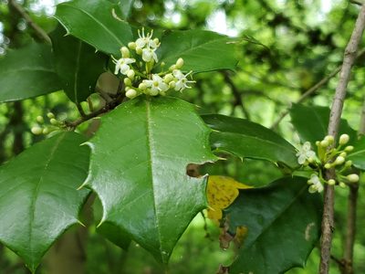 Ilex opaca, photographed by Craig Martin