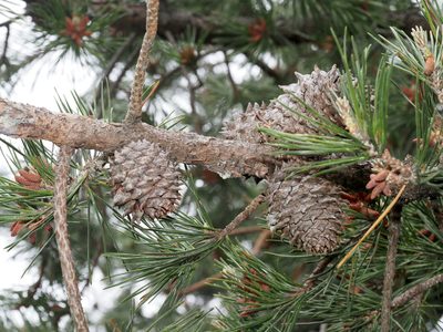 Pinus pungens, photographed by Jeff Clark
